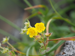 Potentilla matsumurae