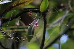 Comparettia falcata