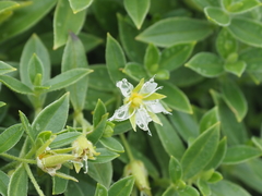 Arenaria merckioides
