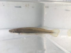 Fundulus olivaceus