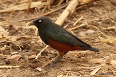 Lamprotornis pulcher