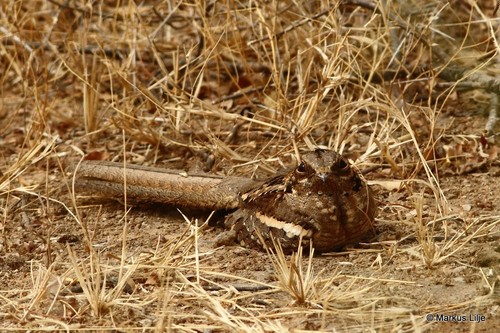 Long-tailed Nightjar