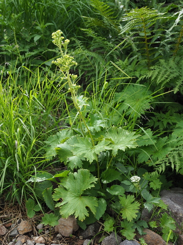 Boykinia lycoctonifolia iNat (3)