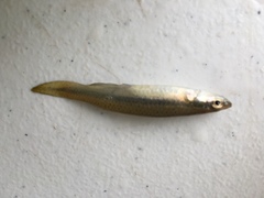 Fundulus olivaceus