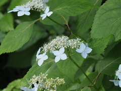 Hydrangea serrata yesoensis