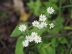 Ixeridium dentatum albiflorum
