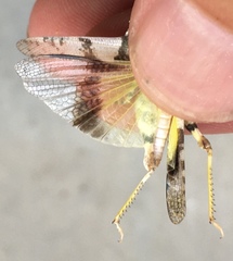 Trimerotropis salina