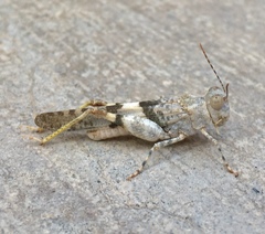 Trimerotropis salina