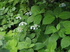 Hydrangea serrata yesoensis