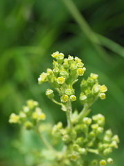Boykinia lycoctonifolia