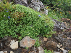 Arenaria merckioides