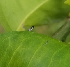 Diaphorina