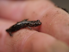 Plethodontinae