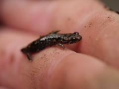 Plethodontinae