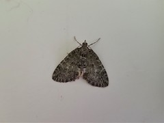 Hydriomena speciosata