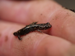 Plethodontinae