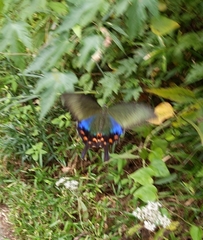 Papilio dehaanii