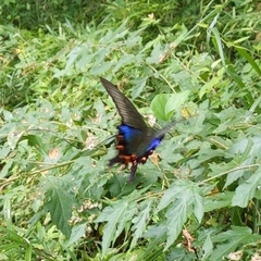Papilio dehaanii
