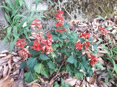 Salvia splendens