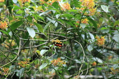 Heliconius hortense