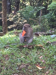 Macaca fascicularis