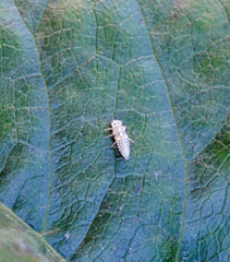 Psyllobora vigintimaculata