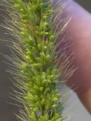 Setaria viridis major