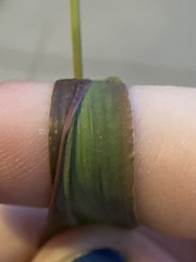 Setaria viridis major