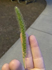 Setaria viridis major