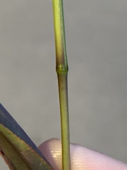 Setaria viridis major