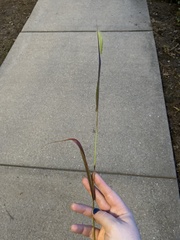 Setaria viridis major