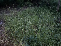 Setaria viridis major