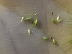 Setaria viridis major