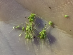 Setaria viridis major