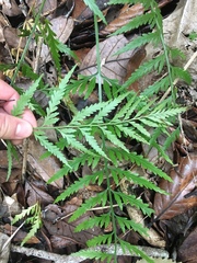 Asplenium bulbiferum x a flaccidum
