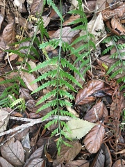 Asplenium bulbiferum x a flaccidum