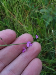 Desmodium tenuifolium