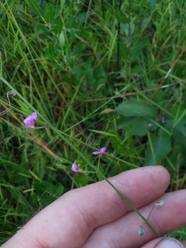 Image of Desmodium tenuifolium by (c) Will McFarland, some rights reserved (CC BY)
