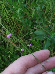 Desmodium tenuifolium