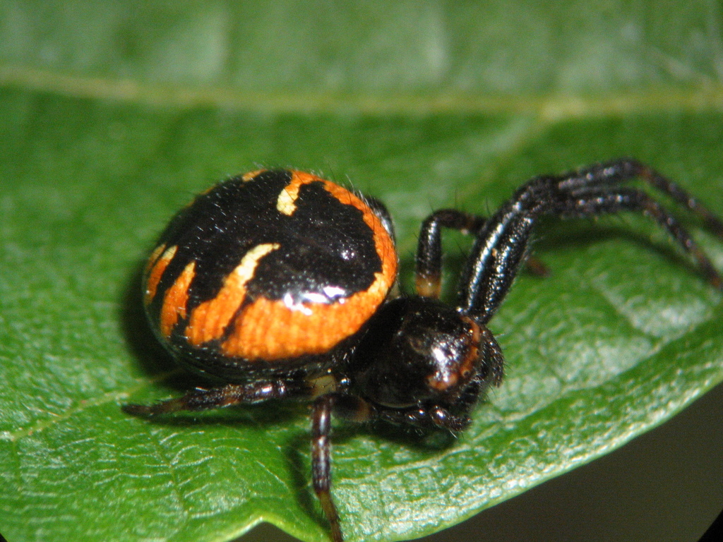 Synema globosum