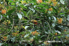 Heliconius hortense