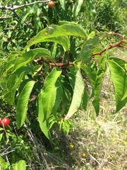 Prunus rivularis