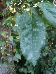 Erysiphe adunca adunca