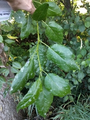 Erysiphe adunca adunca