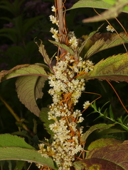 Cuscuta