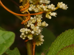 Cuscuta