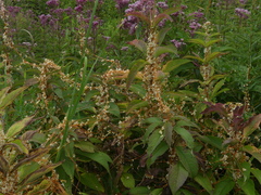 Cuscuta