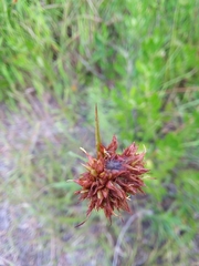 Rhynchospora ciliaris