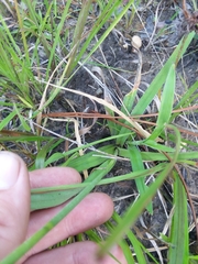 Rhynchospora ciliaris