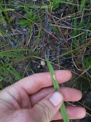 Rhynchospora ciliaris